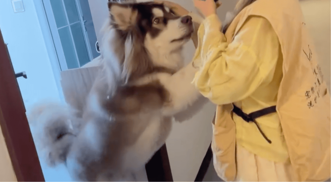 女子上门代喂，被100多斤阿拉斯加犬咬伤遭毁容，狗主人称不担全责