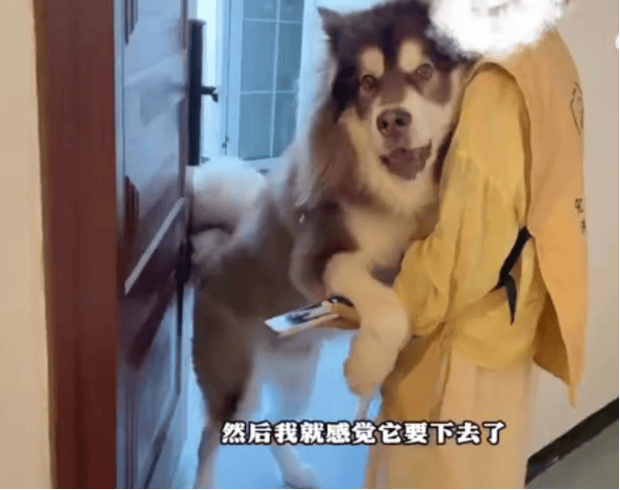 女子上门代喂，被100多斤阿拉斯加犬咬伤遭毁容，狗主人称不担全责