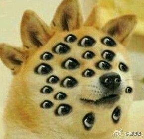 DOGE(doge狗还活着吗)